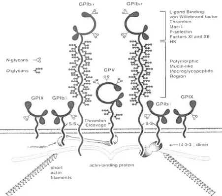 Figure 4: Structure du complexe GPIb/IX/V. (Alan D. Michelson. PlateÏets. 2002.)