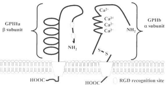 Figure 5: Structure de I’intégrine Œ11h133. (Production du Laboratoire du Dr. Merhi)