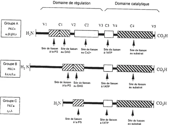 figure 2.4: Structure des PKC. Structures des domaines catalytiques et de