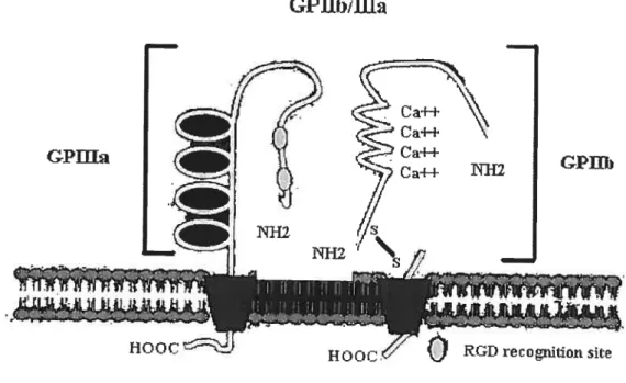 Figure 2 : Structure de la GPIIb/IIIa