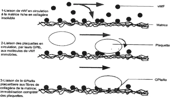 Figure 4 : Adhésion des plaquettes à la matrice sous-endothéliale