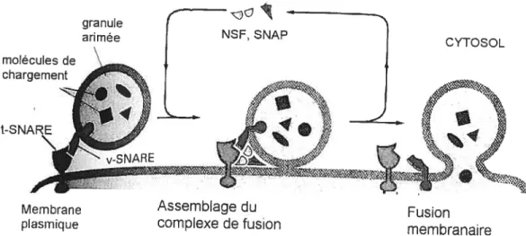 Figure 7 : Fusion d’une granule plaquettaire