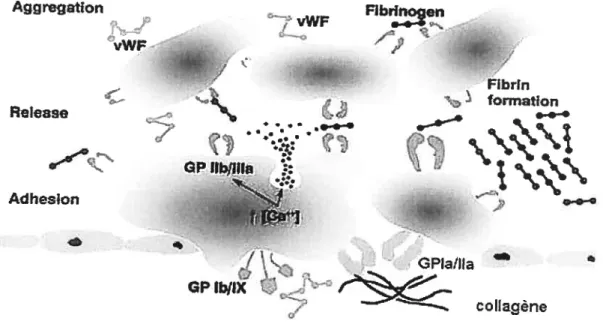 Figure 8: Adhésion, activation et agrégation des plaquettes vWF q» * :. QP flbflfla J