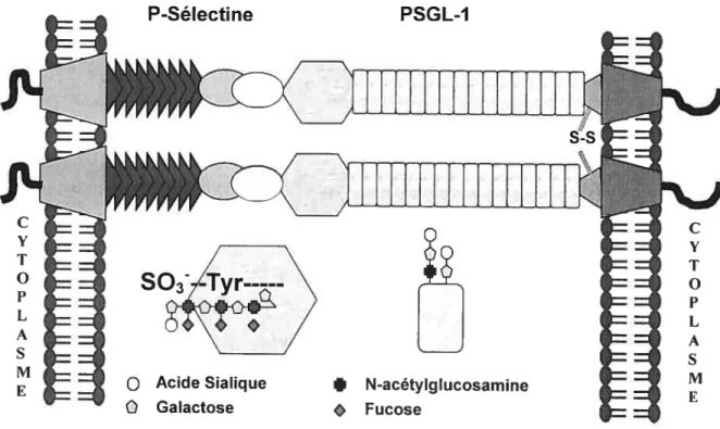 Figure 9 : Liaison entre la P-sélectine et le PSGL-1