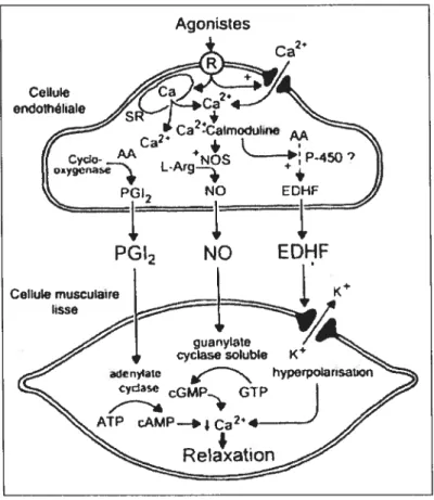Figure 2: Facteurs relaxants dérivés de l’endothélium. L’activation du récepteur