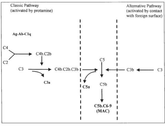 Figure 11. Système du complément: voies classique et alterne. MAC: complexe