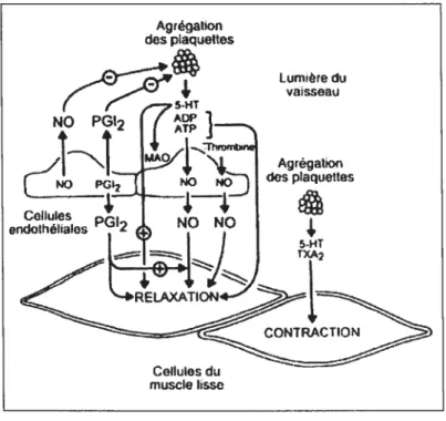 Figure 12: Interaction entre les produits plaqueftaires, la thrombine et I’endothélium.