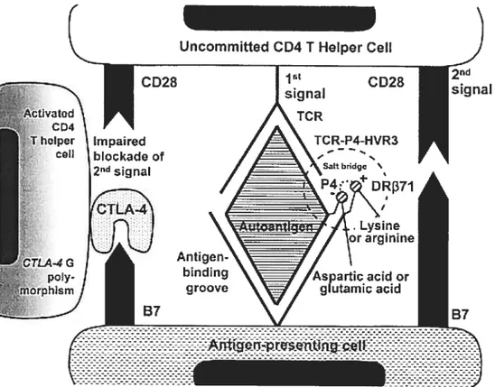 FIGURE 5: Mécanismes de présentation d’un autoantigène à une cellule CD4