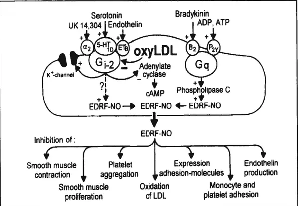 Figure 3. Médiateurs neurohumoraux de la synthèse de monoxyde d’azote (NO)