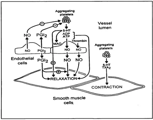 Figure 4. Interaction entre plaquettes, thrombine et endothélium.
