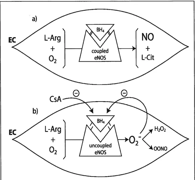Figure 5. (a) Représentation schématique du rôle de la 5,6,7,8-tétrahydrobioptérine (BH4) dans la biosynthèse du NO lorsque “couplée” à la NO synthase endothéliale (eNOS) (b) Un déficit qualitatif ou quantitatif de 3H4 entraîne un “découplage” de la NO synthase (eNOS) avec production subséquente de radicaux libres: anions superoxydes (O2), peroxynitrites (OONO) et