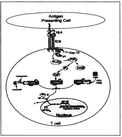 Figure 6. Mode d’action de la cyclosporine A