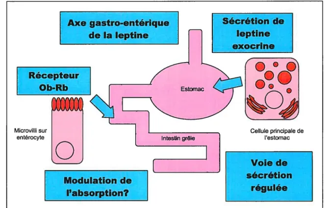 Figure 9 : Axe gastro-entérique de la leptine. La leptine est sécrétée par une voie régulée au niveau des cellules principales de l’estomac