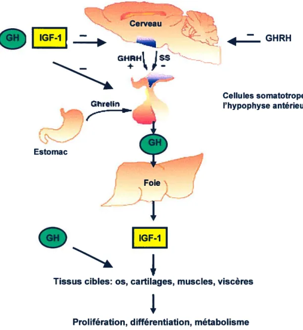 Figure I : Régulation de la sécrétion de l’hormone de croissance dans la cellule somatotrope.