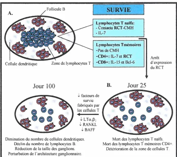 figure 9 : Modèle récapitulatif proposé. A. La survie des différentes populations de lymphocytes T est régulée par différents facteurs