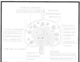 figure 2. Structure des ganglions lymphatiques. Les trois couches d’un ganglion f paracortex