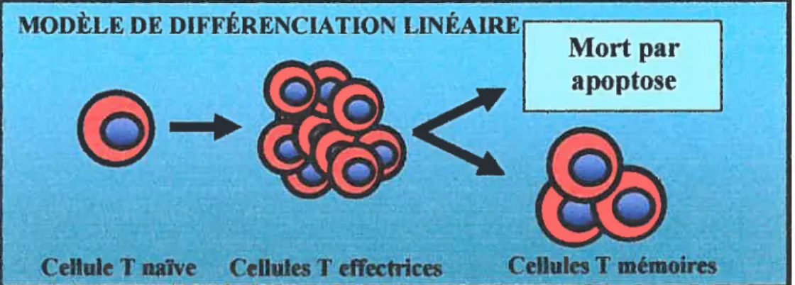 Figure 4. Modèle de dfférencïa1ion linéaire des lymphocytes T e/jicIeurs en lymphocytes T mémoires