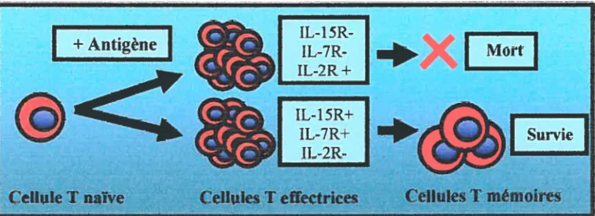 Figure 6. Rôle des cytokines dans le développement des lymphocytes T mémoires. Les cytokines régulent la prolifération, la différenciation et la survie des lymphocytes T (fig