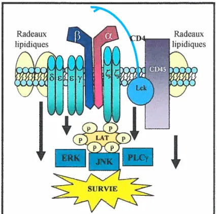 Figure 7. Modèle de signalisution constitutive chez les lymphocytes T mémoires. La machinerie de signalisation des Tin est réorganisée pour permettre une réponse secondaire plus efficace