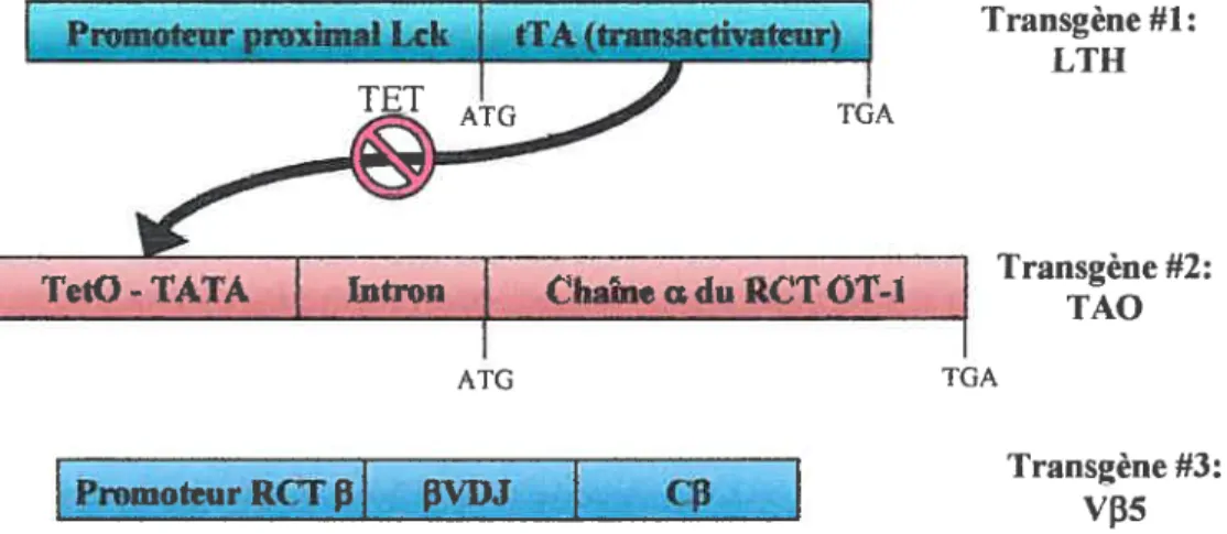 figure 8. Modèle de souris Vfl5LTAO. L’expression du 1er transgène qui code pour le transactivateur tTA est dirigée par le promoteur proximal lck
