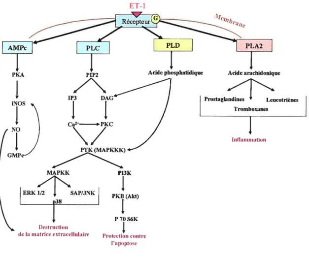 Figure 1 - Mécanisme d’action de I’ET-l