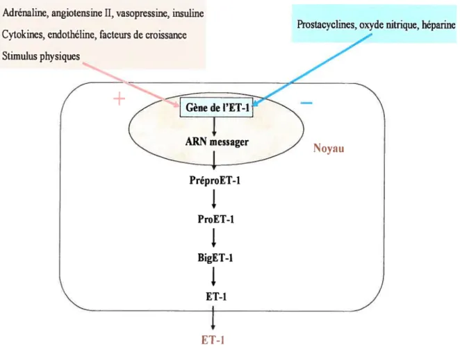 Figure 1 - La synthèse de l’endothéline-l