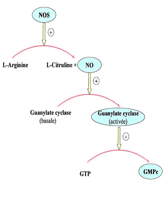 Figure 3 - L’induction de la production de G1Wc par I’NOS synthase Guanylate cyclase (basale)oL-Arginine L-Citruline + 0 0 GTP o