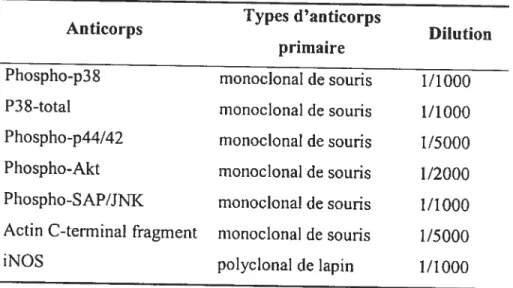 Tableau V - Anticorps primaires utilisés pour analyse