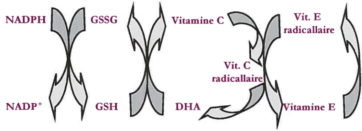 Figure 3: Schéma du cycle de recyclage du tocophérol par l’entremise de l’acide ascorbique et du glutathion