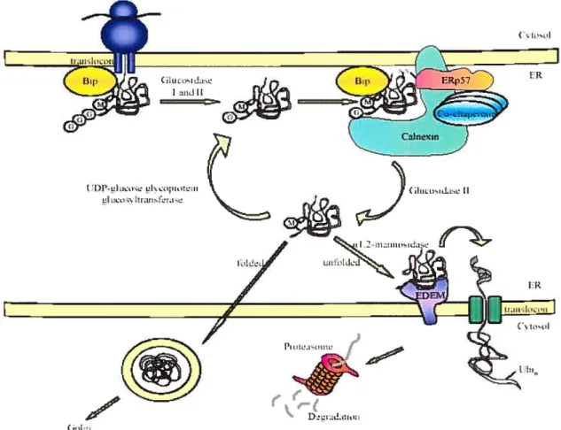 Figure 1 Contrôle de qualité des protéines sécrétées et membranaires