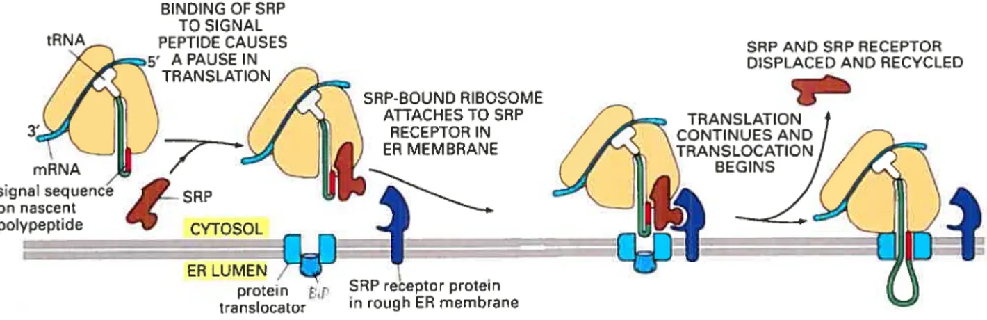 figure 2 Transiocation des protéines à travers la membrane du réticulum endoplasmique Lors de la synthèse de la protéine, un peptide signal à l’extrémité de la protéine va lier le SRP