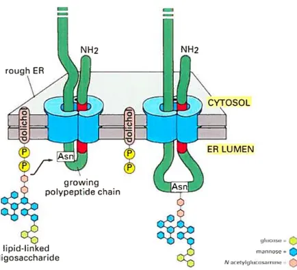 Figure 3 N-Glycosylation d’une protéine