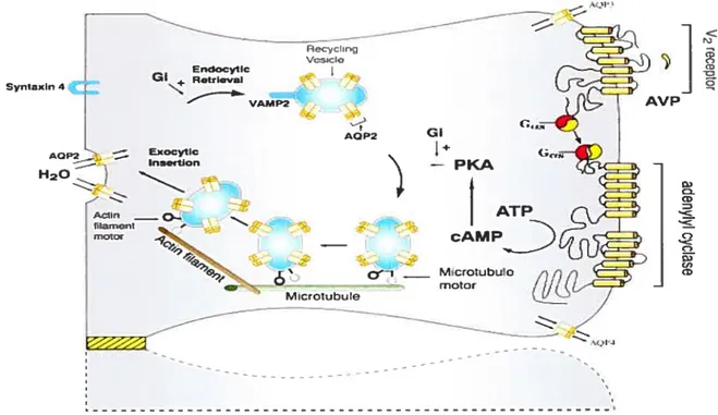 Figure 9 : Représentation schématique d’une cellule du tubule rénal collecteur.