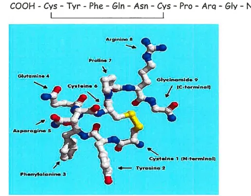 Figure 10 : Structure tridimensionnelle de la vasopressine.Arginine 8Prolin. 7Cyt.ïfl