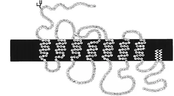 Figure 11 Représentation schématique du récepteur V2 de la vasopressine humain.