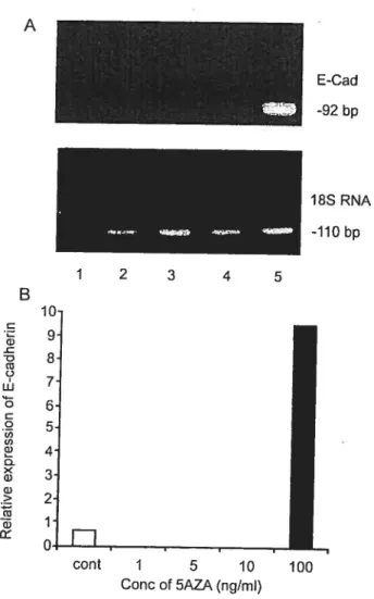 Figure 3. Effecl of different concentrations of5AM on rhe activation of