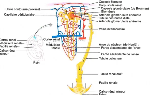 Figure 2. Structure du rein et des néphrons.