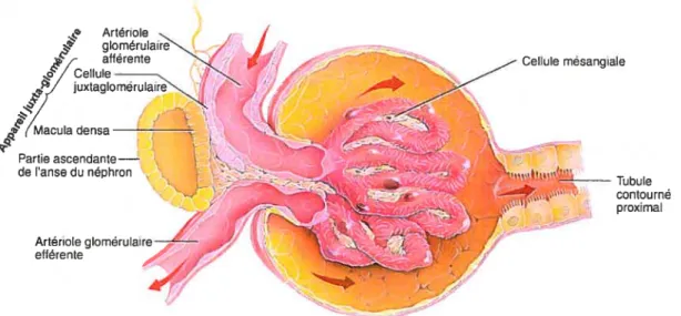 Figure 4. Morphologie du glomérule rénal.