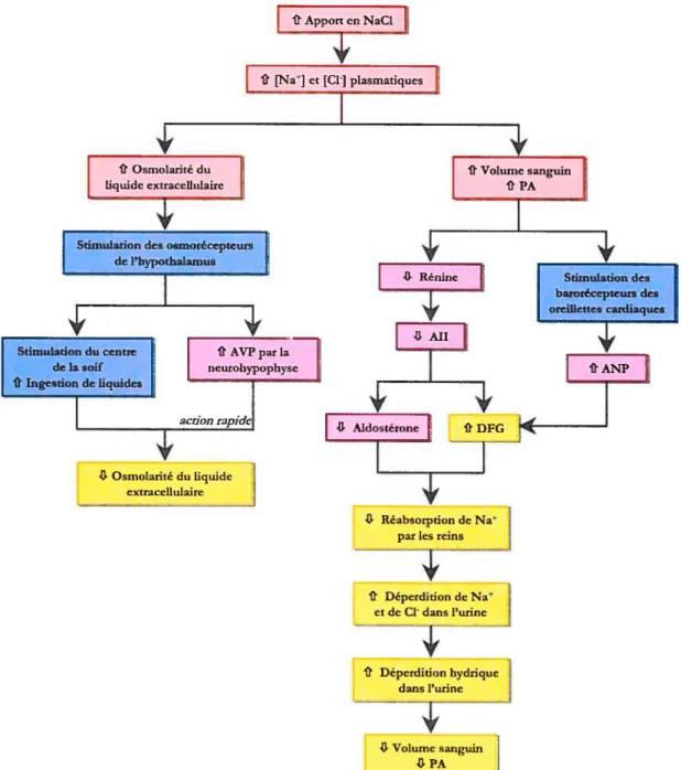 Figure 7. fluctuations hormonales consécutives à une augmentation de la consommation de sel.