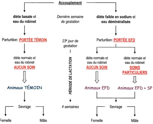 Figure 8. Protocole d’étude portant sur l’influence de l’environnement post-natal immédiat dans un modèle de programmation foetale des pathologies adultes.