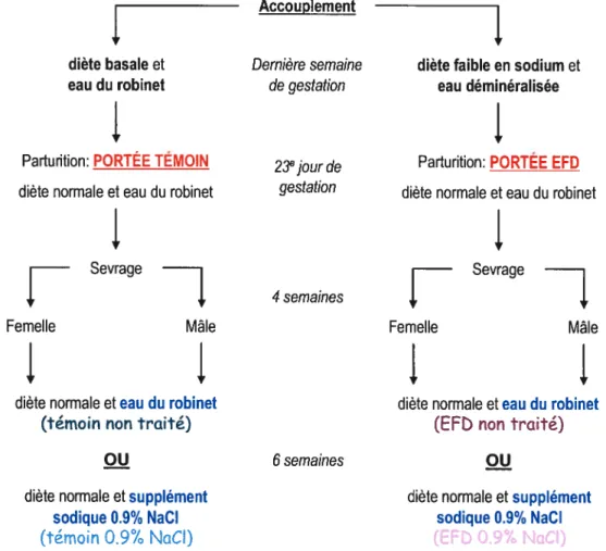 Figure 9. Protocole d’étude portant sur les effets d’u supplément sodique dans un modèle de programmation foetale des pathologies adultes.