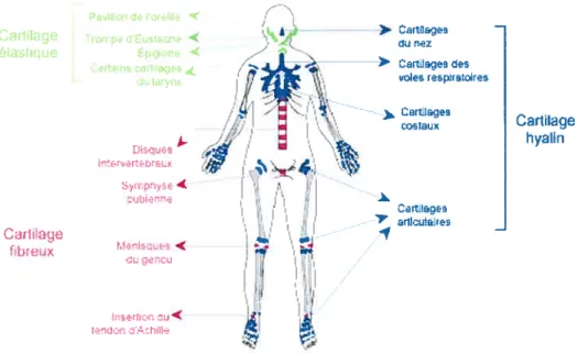 Figure 1 : Schéma de la topographie des cartilages chez Ï ‘humain..