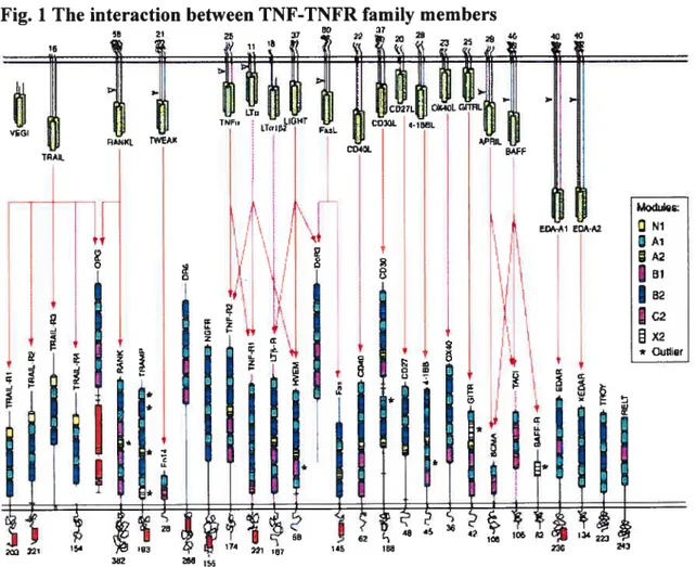 Fig. 1 The interaction between TNF-TNFR famïly members