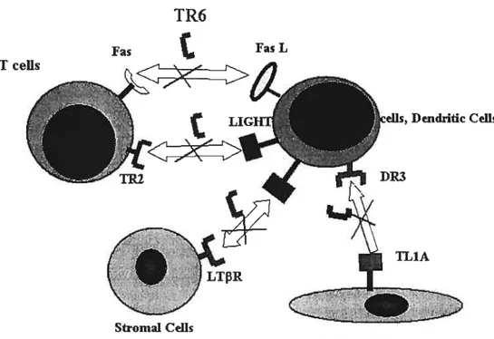 Figure 2: TR6 interferes with multiple ligand-receptor interactions (adapted from Xiaochun Wan) TR6 Fas FasL J C 112 —I Stroiiial Celis