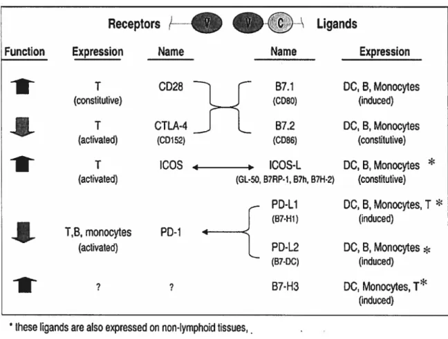 figure 3. Summary of CD28 family and their Iigands (Adapted from Carreno, B.M et ai. Ann Rev Immunol, 2002).