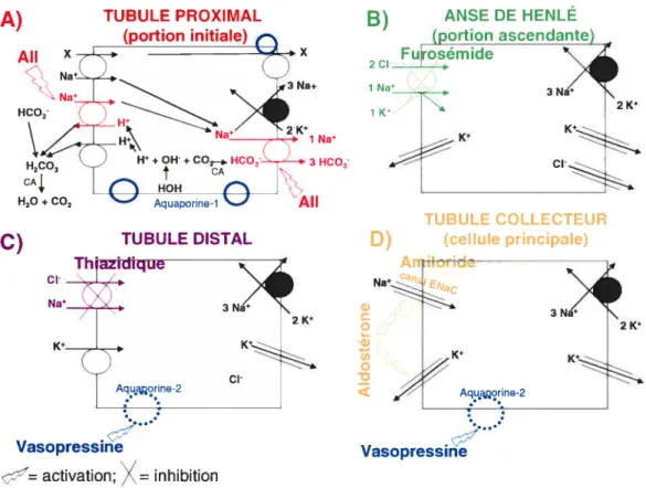 Figure 6 —Transporteurs impliqués dans la réabsorption au niveau du tubule rénal A) TUBULE PROXIMAL (portion initiale) AIl X Na*C) Na’ Na+ HC 2 K’ H lNa’ H2C03 Q W ÷ 0H + CO HCO, CA 3 HC03 CA fi HH AllH20+C02 C) B) Fuosémide2C11 Na’1 K’ £1