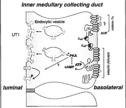 Figure 3. Le transport des UT1 à la membrane lurninale