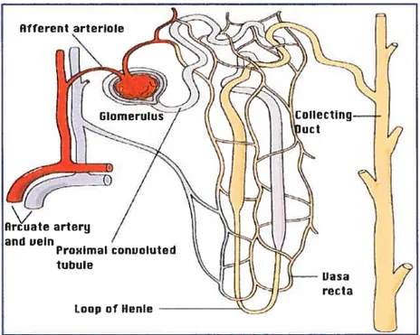 Figure 5. Les vasa recta