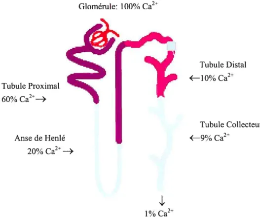 Figure 2: Réabsorption rénale du calcium