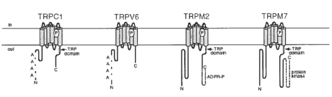 Figure 6: Représentation schématique de la structure secondaire des